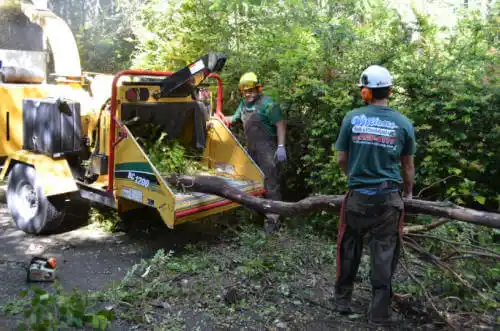 tree services Hanover Park